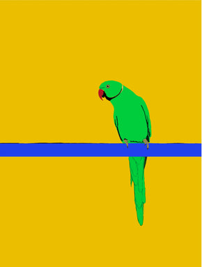 Parakeet